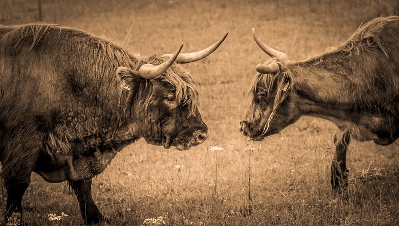 Scottish highlander duo by natascha verbij