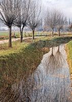 Knotwilgen langs de sloot