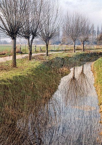 Kopfweiden entlang des Grabens