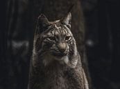 Lynx van Larsphotografie thumbnail