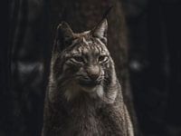 Lynx