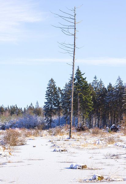 Dwingelderveld - Drenthe (Netherlands) by Marcel Kerdijk