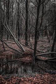 Into the woods by Faucon Alexis