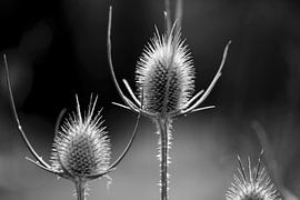 Thistle