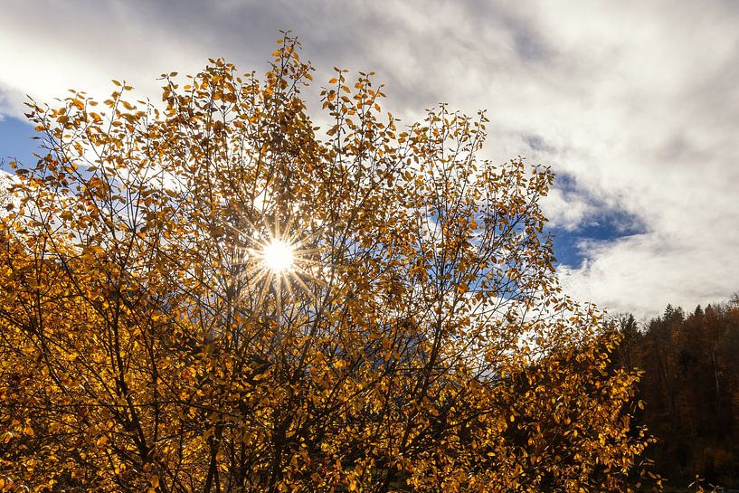 Zonnestralen in de herfst van Teresa Bauer
