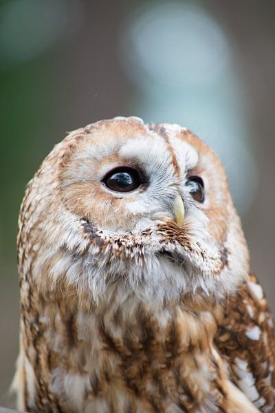 bosuil van marijke servaes