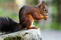 Eichhörnchen van Alena Holtz thumbnail