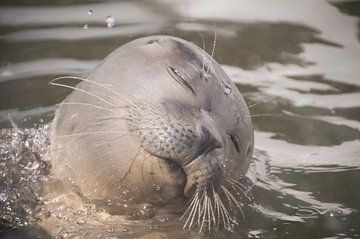 zeehond van Annelies Cranendonk