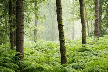 Eichen und Farne im grünen Wald mit Morgennebel | Utrechtse Heuvelru von Sjaak den Breeje