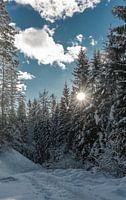 Winter Wonderland