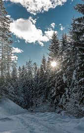 Winter Wonderland