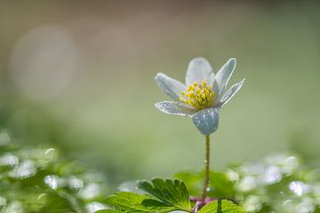 Bosanemoontje met dauwdruppels