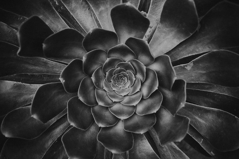 Black and white beauty by Elise van Gils