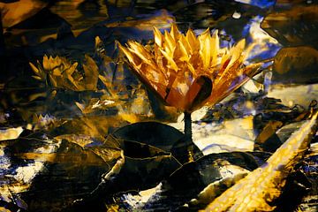 Golden Waterlily van Helga Blanke