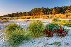 Strandpuscheln