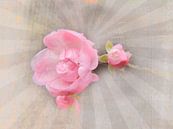 Rozen collage roze van Deern vun Diek thumbnail