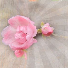 Roses collage pink by Deern vun Diek