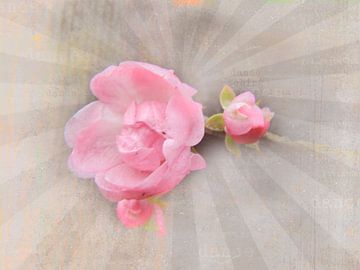 Rozen collage roze van Deern vun Diek