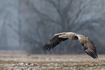 White tailed eagle  by Menno Schaefer