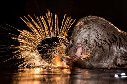 Europese Otter vissend in de nacht