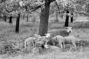 Schafsfamilie unter dem Baum von Tania Perneel