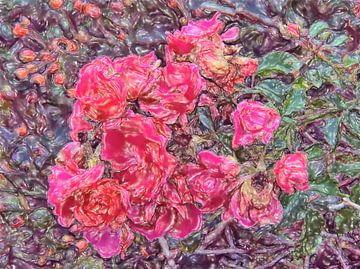 geverfde struikrozen