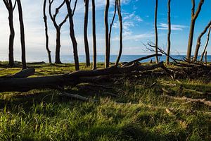 Küstenwald an der Ostsee bei Nienhagen.