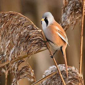 Baardman, vogel van Paul van Gaalen, natuurfotograaf