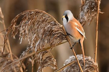 Baardman, vogel van Paul van Gaalen, natuurfotograaf