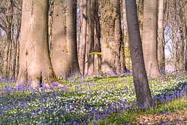 Le printemps dans la forêt de Neigem - Un tapis de fleurs composé d'anémones des bois et de jacinthes