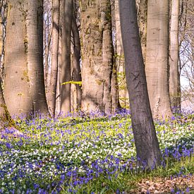 Lente in het Neigembos - Een bloementapijt van bosanemonen en hyacinten van Daan Duvillier | Regio in de Kijker