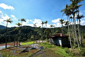 Banaue, die Harmonie zwischen Mensch und Natur