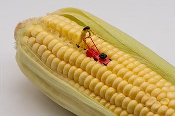 Miniatuur poppetje maait mais