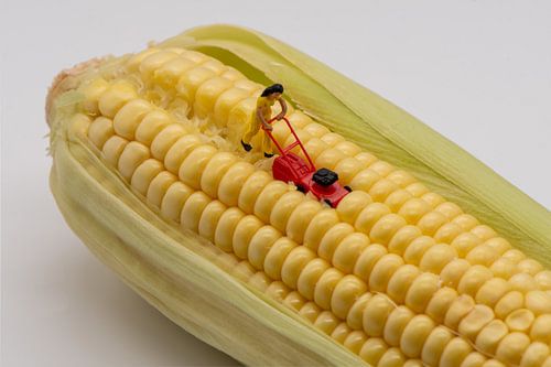 Miniatuur poppetje maait mais