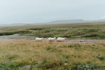 Schafe von Myrthe Vlasveld