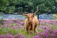 Scottish Highlander on flowering heathland 2.