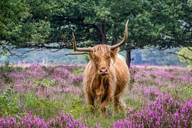 Scottish Highlander on flowering heathland 2. by Hans Buls Photography