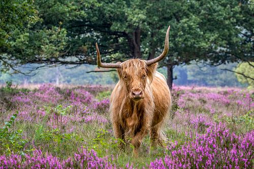 Schotse Hooglander op het bloeiende heide 2.