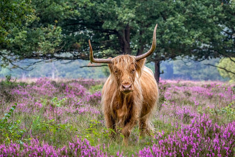 Scottish Highlander on flowering heathland 2. by Hans Buls Photography