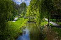 Groen doorkijk