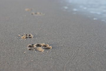 hondenpootje op strand van Marjolein Albregtse