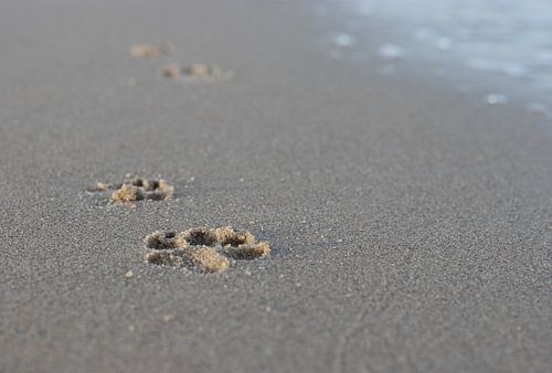 hondenpootje op strand