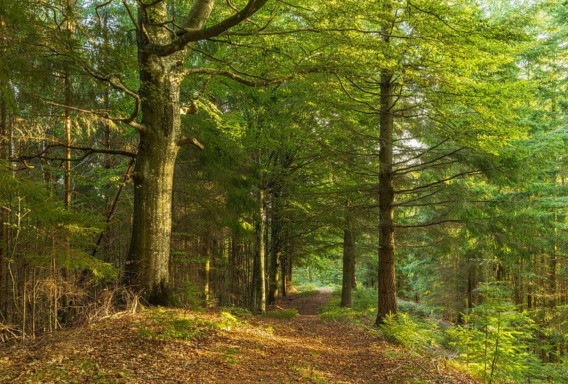 Trees (Sletten Vikings Camp Grounds) - Ry (Denmark) by Marcel Kerdijk