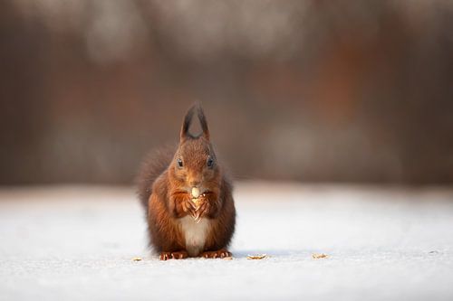 Eekhoorntje op het ijs met een nootje