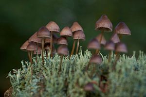 Gruppe braune Pilze zwischen Flechten