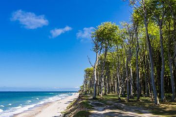 Coastal forest on shore of the Baltic Sea sur Rico Ködder