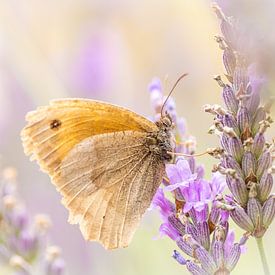 Butterfly on lavender by Inge Lubbers
