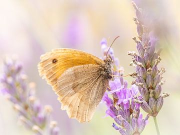 Vlinder op lavendel van Inge Lubbers