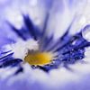 Droplets on a violet (abstract) by Marjolijn van den Berg