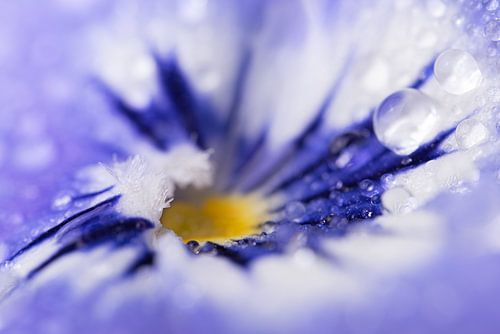 Abstract in de natuur: Druppeltjes op het hart van een viooltje